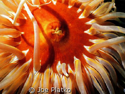 large, brightly colored fish eating anemone. Although the... by Joe Platko 